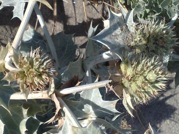 Pianta spinosa e coriacea -  Eryngium maritimum